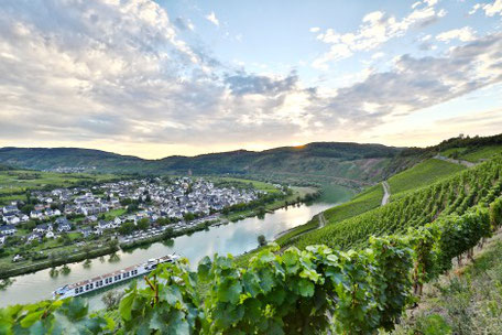 Weinberge Mosel 2025