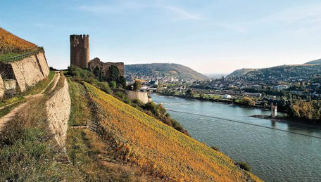Burgruine Ehrenfels am Rhein 2025