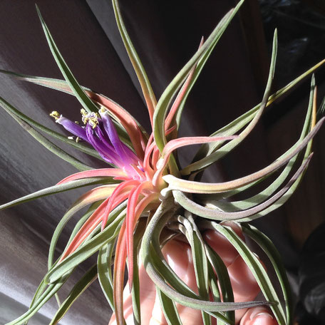 Abdita Tillandsia By PASiNGA