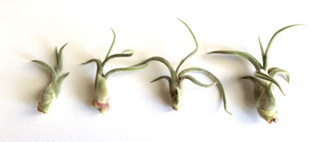 Tillandsia C. Medusae Pups by PASiNGA