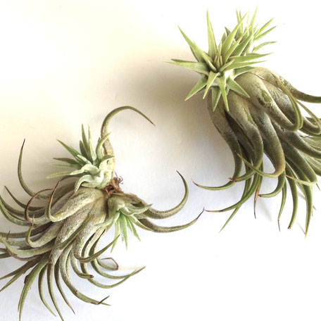 Tillandsia I. Rubra Clump by PASiNGA