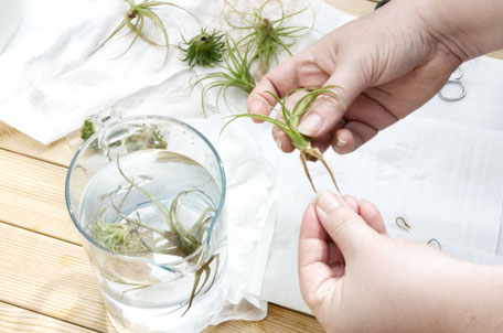 How To Revive Air Plants, from watering to trimming by PASiNGA blog