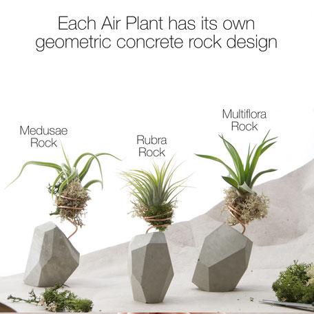 Concrete Air Plant Rocks By PASiNGA