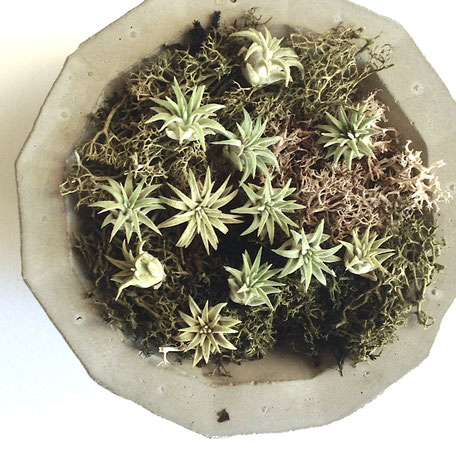 Tillandisa I. Rubra Pups by PASiNGA