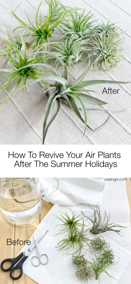 How to reive your Air Plants after the summer Holidays, step by step tips and tricks by PASiNGA blog