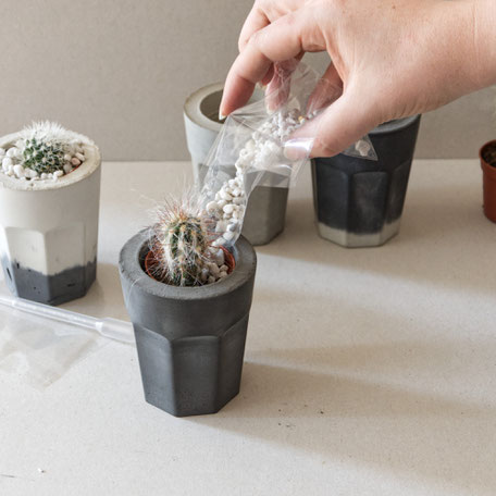 Cactus planting with the PASiNGA concrete coffee glass planter kit