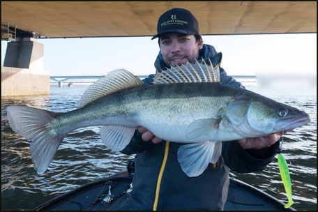Reel Shad Hot Lemon - Gummifisch für Zander