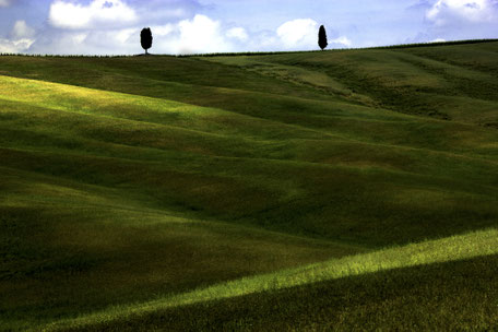 Photo of green hills lit by the sun, with two cypresses on the horizon in Val d'Orcia