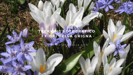 Foto macro dei fiori bianchi e viola sulla Grigna in primavera