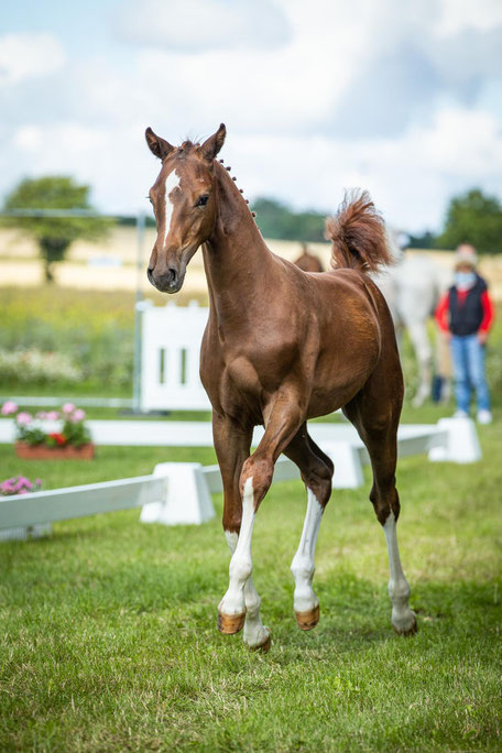 Stall Schlingheider, Reitstunden, Blomberg, Pferdezucht, Barntrup, Pferdepension, Training, Aufzucht, Reiten