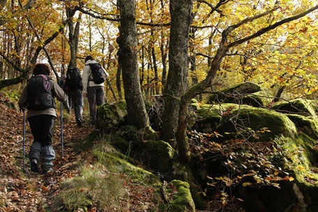 Balade en forêt à Escoussens en Montagne Noire, Mouscaillou, que faire à Puylaurens, que faire à Dourgne