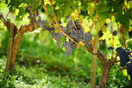 Loire wines Afternoon tour