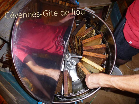 Extraction du miel des Cévennes à l'aide d'une centrifugeuse