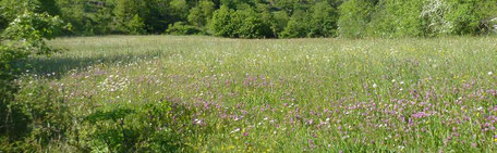 Une prairie des Causses de Lozère au printemps