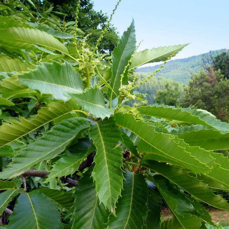 Châtaignier des Cévennes en début de floraison