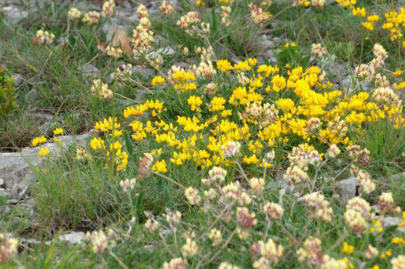 Trèfles sur les Causses de Lozère