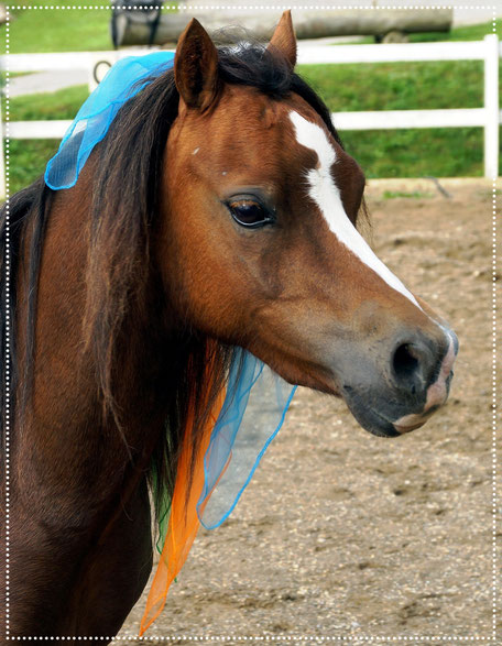 Holly - unsere Geheimwaffe im Team Ponykerstin