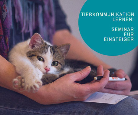 Weiß-getigerte Katze liegt am Schoß einer Frau mit Kugelschreiber in beiden Händen.