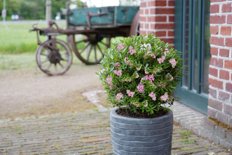 © Harries Plantdesign