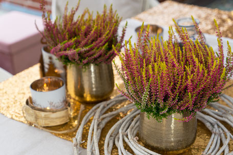 © Harries Plantdesign