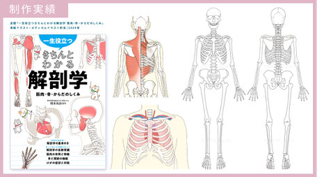 解剖　人体　骨　筋肉　イラスト　内臓　医療　メディカル　健康