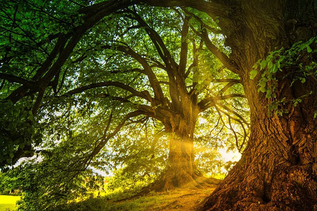 ein Baum mit einer ausladenden Krone, sonnenstrahlen