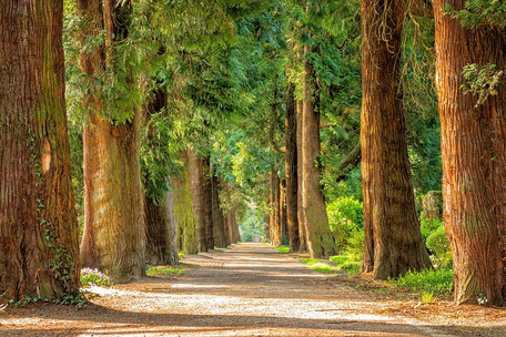 eine Allee aus Bäumen