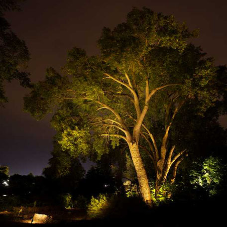 Spotlights auf einen Baum in einem Garten