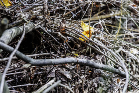 Un tas de bois dans mon jardin naturel - Crédit photo : Laurent Guichardon