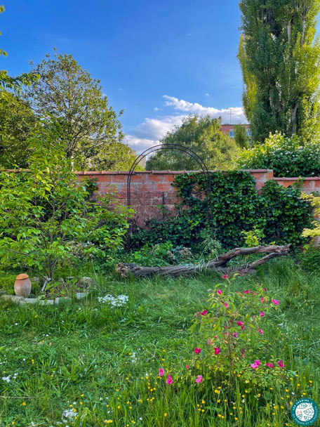 Un espace de pelouse non tondu dans mon jardin naturel