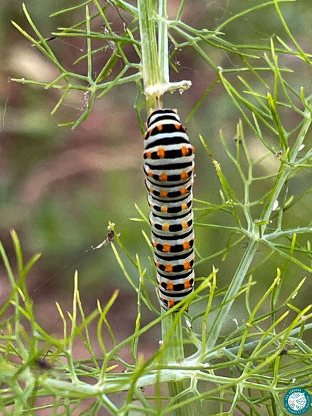 Chenille de machaon sur du fenouil sauvage