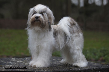 Holly von Lhaschu - HDA, 0/0 ,PLL-, CCL- & PRA-frei