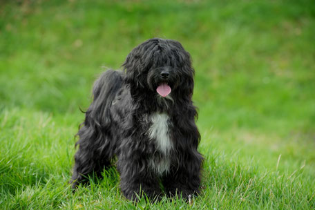 Black Hunter von Lhaschu - HDA, 0/0, CLL-,PLL- & PRA-frei