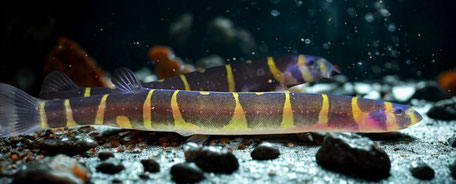 Geflecktes Dornauge