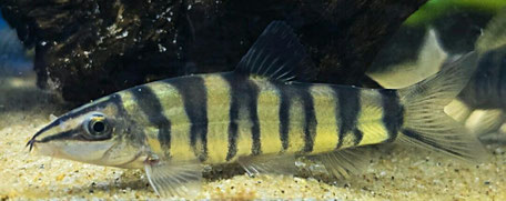 Kanus Prachtschmerle