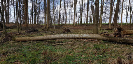 Fallen and felled old ash trees in the course of the ADB disease