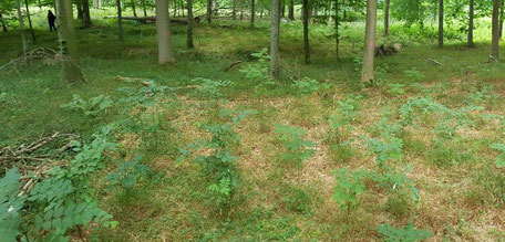Waldboden mit jungen Pflanzen
