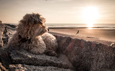 Hundearrangement mit Napfstation, Kuscheldecke und Leckerli im Strandloft Norderney – Ausstattung für hundefreundlichen Urlaub - Strandloft Norderney Ferienwohnungen
