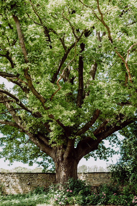 Bild eines sehr hohen Baums mit kräftigem Stamm und dichtbewachsener Krone