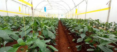 Green Peppers in Rwanda Greenhouse