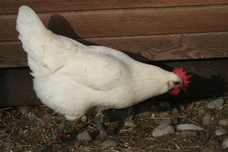 Bresse Henne / Bressehuhn