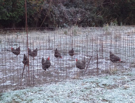 凍てつく朝。でも小屋の扉を開けると一斉にザッキ―達が飛び出していきます。