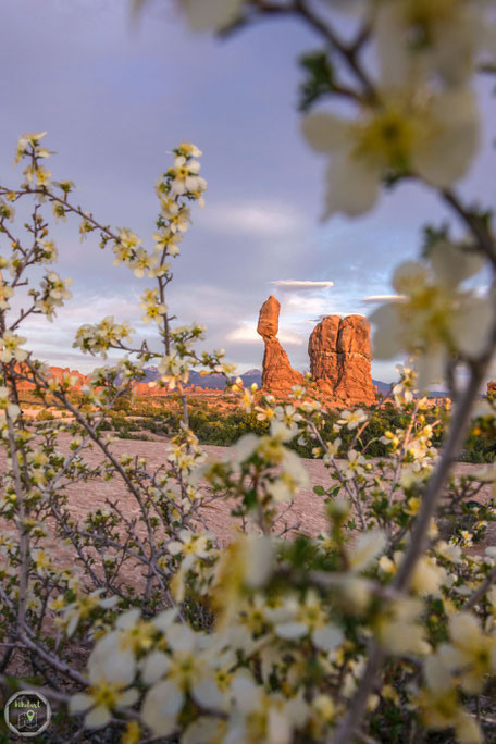 Utah USA Amerika Westküste Sonnenuntergang arches nationalpark la mal mountains berge balanced rock blüten baum Natur Kontrast