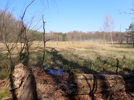 Bild 2 - Moorgebiet im Müritz-Nationalpark