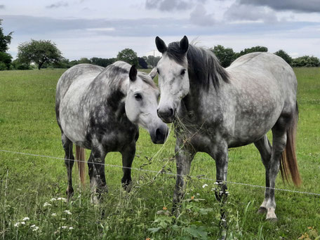zwei Holsteiner Zuchtstuten auf der Weide Neu Rehberg Schleswig-Holstein