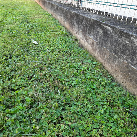 bordatura prati e aiuole