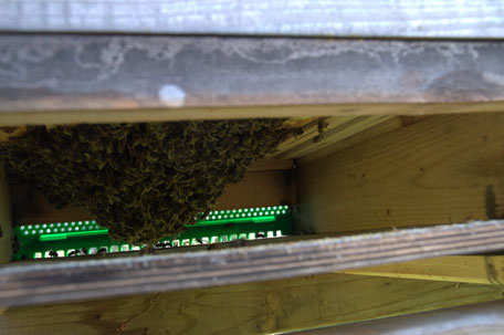 Bienen hängen in den Hochboden