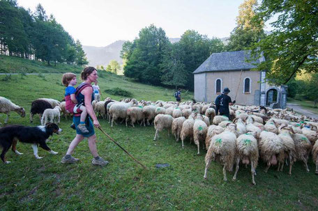 L'élevage ovin en voie de féminisation notamment dans les Pyrénées
