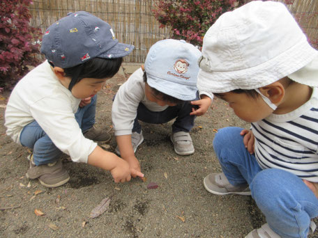 「みてみて！小さい虫がいるよ」