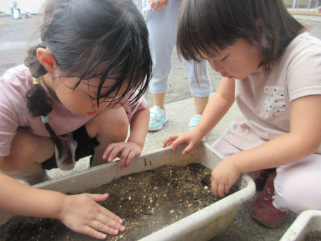 大豆が大きく育ちますように・・・。